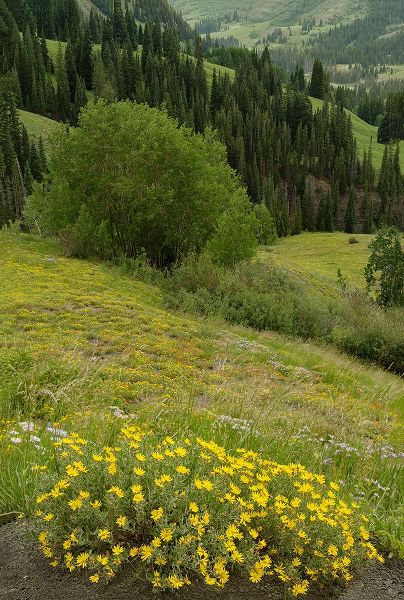Jaynes Gallery 아티스트의 USA-Colorado-Gunnison National Forest Hairy golden aster flowers and mountain landscape작품입니다.